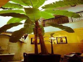 Riad M'Boja 
